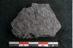 Foto (Detailansicht) von Lepidodendron sp.  (NHMW-GEO-2024-0188-11026)